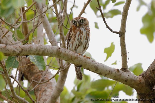 mochuelo perlado, gambia