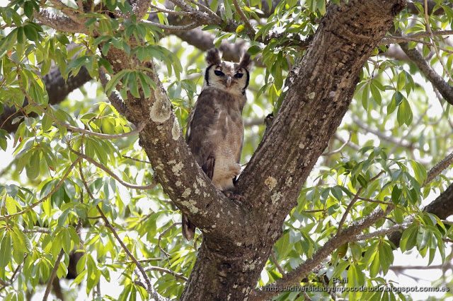buho lechoso, gambia