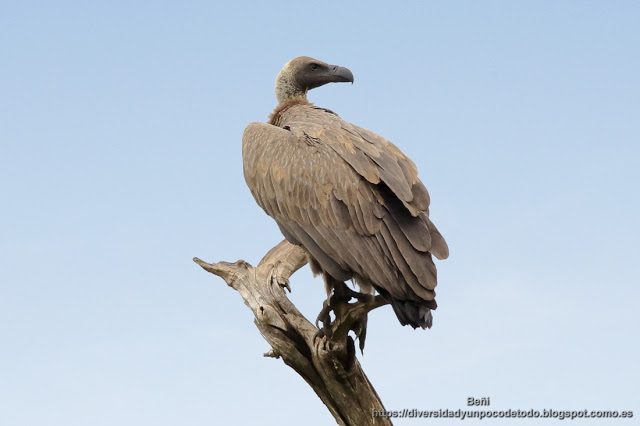 Buitre dorsiblanco, gambia