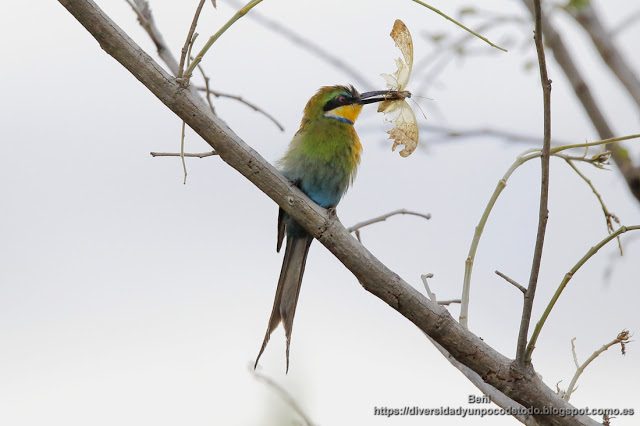 abejarruco golondrina, gambia