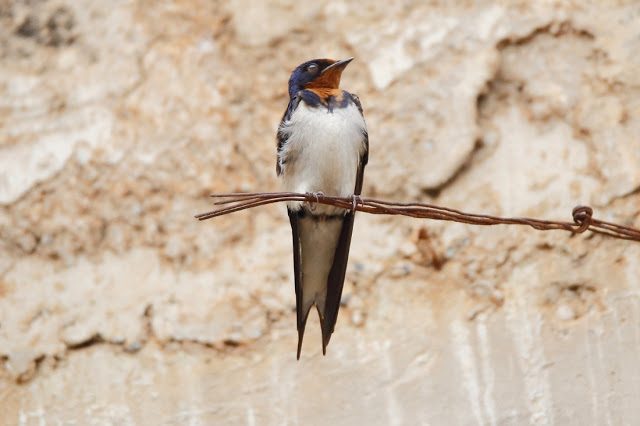 golondrina senegalesa, gambia