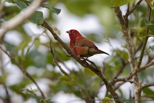 Amaranta senegalesa, gambia