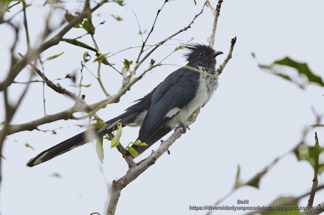 cialo listado, gambia