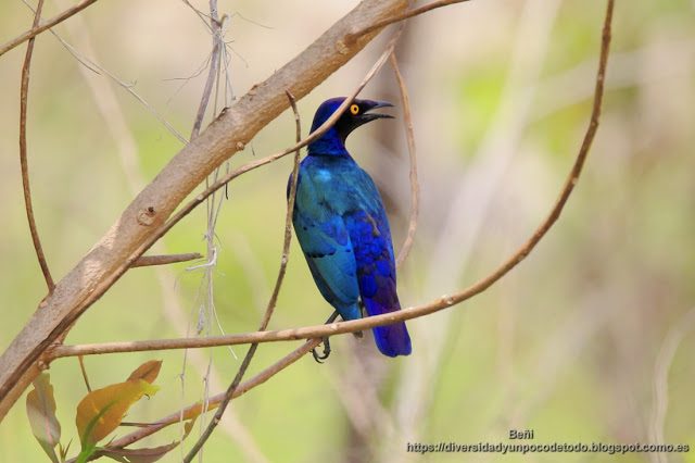 Estornino purpureo, gambia