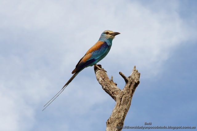 carraca abisinica, gambia