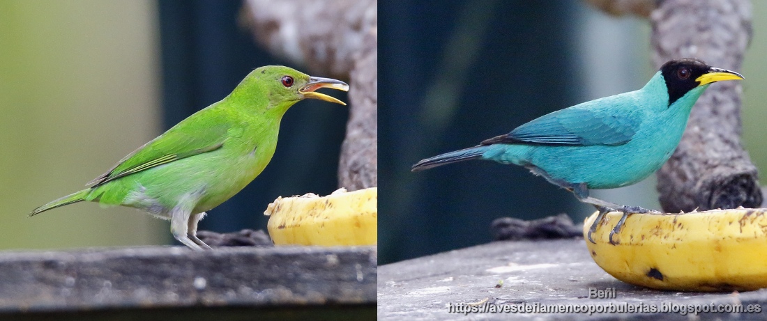 Mielerito verde, Green Honeycreeper, Chlorophanes spiza
