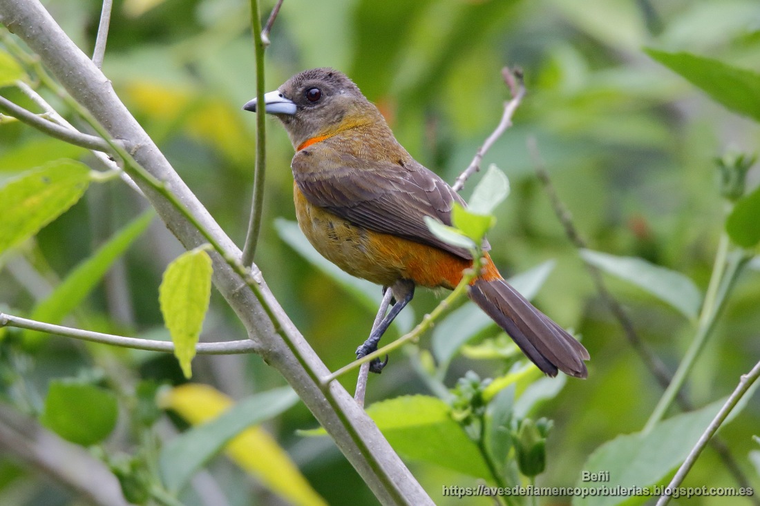 Tangara costarricense, cherrie’s tanager, Ramphocelus costaricensis