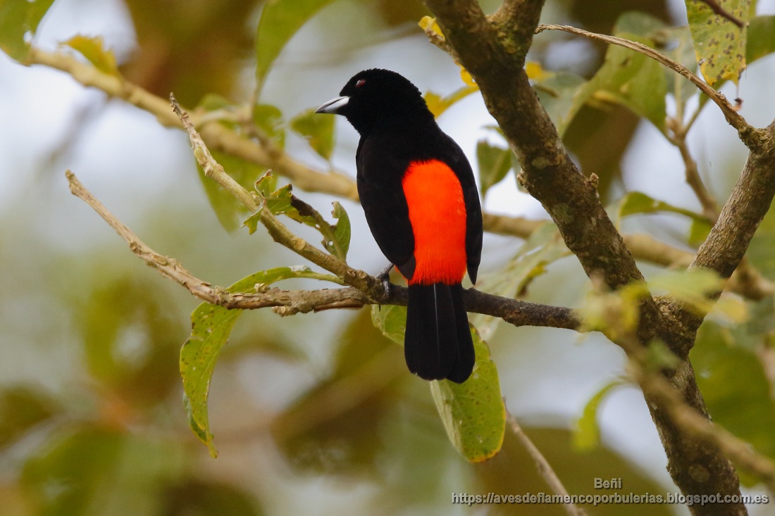 Tangara costarricense, cherrie’s tanager, Ramphocelus costaricensis