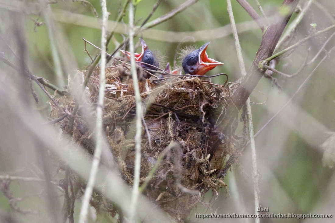 pollos de tangara costarricense, cherrie’s tanager, Ramphocelus costaricensis