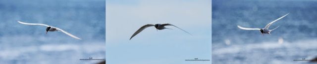 fondos de pantalla o wallpapers de aves