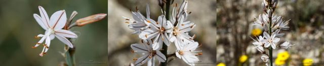 fondos de pantalla de flores