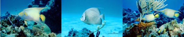 fondos de pantalla o wallpapers de peces