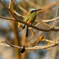 (Momoto cejiazul (turquoise-browed motmot, Eumomota superciliosa)