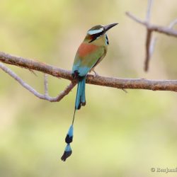 (Momoto cejiazul (turquoise-browed motmot, Eumomota superciliosa)