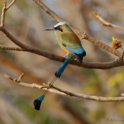 (Momoto cejiazul (turquoise-browed motmot, Eumomota superciliosa)