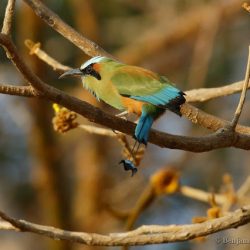 (Momoto cejiazul (turquoise-browed motmot, Eumomota superciliosa)