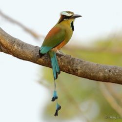 (Momoto cejiazul (turquoise-browed motmot, Eumomota superciliosa)