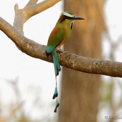 (Momoto cejiazul (turquoise-browed motmot, Eumomota superciliosa)