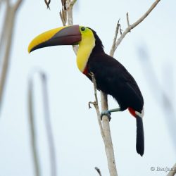 Tucan pechigualdo (yellow-throated toucan, Ramphastos ambiguus)