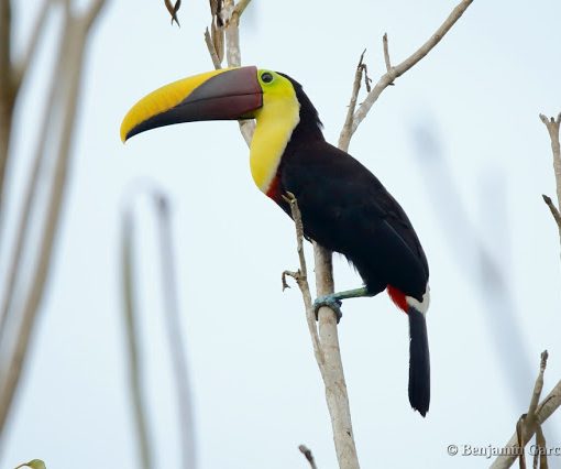 Tucan pechigualdo (yellow-throated toucan, Ramphastos ambiguus)