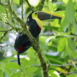 Tucan pechigualdo (yellow-throated toucan, Ramphastos ambiguus)