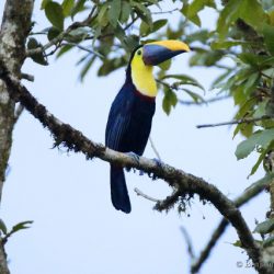 Tucan pechigualdo (yellow-throated toucan, Ramphastos ambiguus)