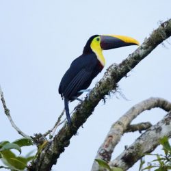 Tucan pechigualdo (yellow-throated toucan, Ramphastos ambiguus)