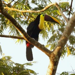 Tucan pechigualdo (yellow-throated toucan, Ramphastos ambiguus)