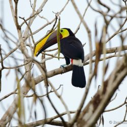 Tucan pechigualdo (yellow-throated toucan, Ramphastos ambiguus)