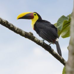 Tucan pechigualdo (yellow-throated toucan, Ramphastos ambiguus)