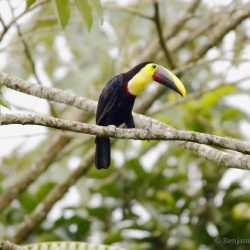 Tucan pechigualdo (yellow-throated toucan, Ramphastos ambiguus)