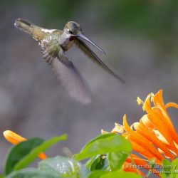 Colibrí piquilargo (long-billed starthroat, Heliomaster longirostris)