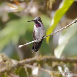 Colibrí piquilargo (long-billed starthroat, Heliomaster longirostris)