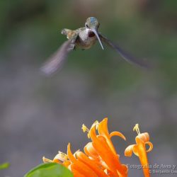 Colibrí piquilargo (long-billed starthroat, Heliomaster longirostris)