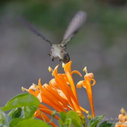 Colibrí piquilargo (long-billed starthroat, Heliomaster longirostris)