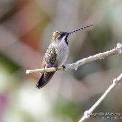 Colibrí piquilargo (long-billed starthroat, Heliomaster longirostris)