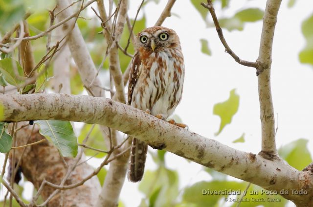 Mochuelo perlado, pearl-spotted owlet, Glaucidium perlatum, en Gambia