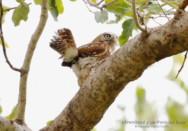 Mochuelo perlado, pearl-spotted owlet, Glaucidium perlatum, en Gambia