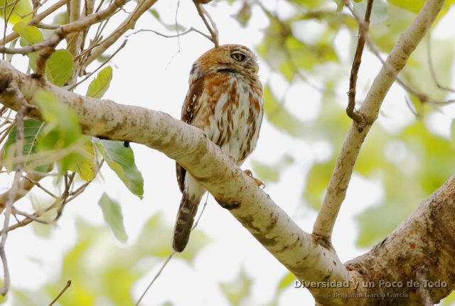 Mochuelo perlado, pearl-spotted owlet, Glaucidium perlatum, en Gambia