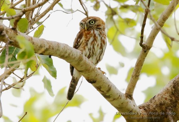 Mochuelo perlado, mochuelo chico perlado, pearl-spotted owlet, Glaucidium perlatum