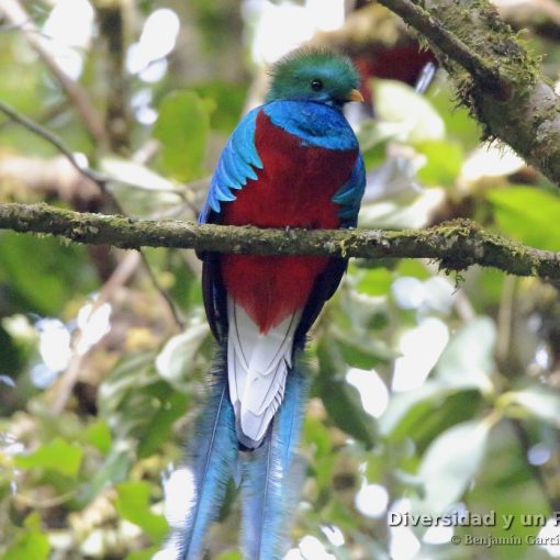 Quetzal guatemalteco, resplendent quetzal, Pharomachrus mocinno