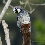 Carpintetro bellotero, acorn woodpecker, Melanerpes formicivorus