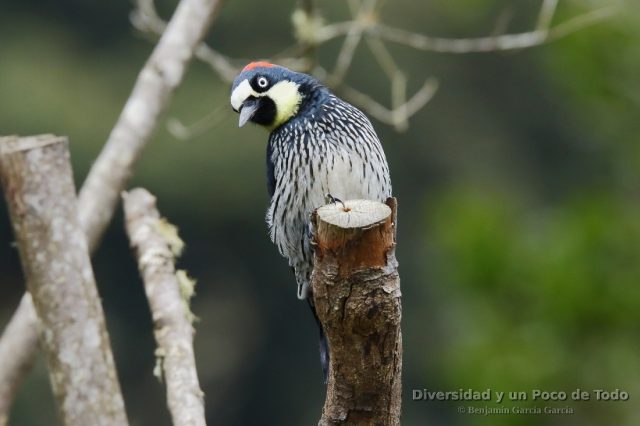 Carpintetro bellotero, acorn woodpecker, Melanerpes formicivorus