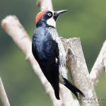 Carpintetro bellotero, acorn woodpecker, Melanerpes formicivorus