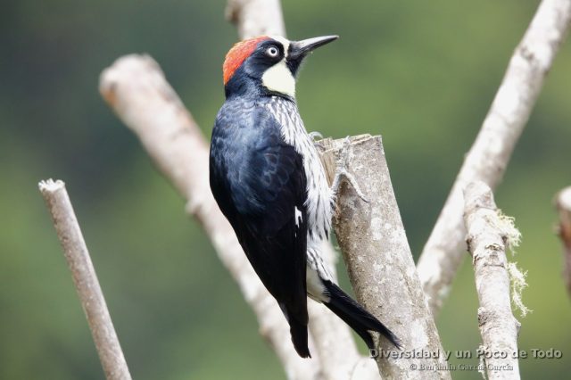 Carpintetro bellotero, acorn woodpecker, Melanerpes formicivorus