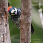 Carpintetro bellotero, acorn woodpecker, Melanerpes formicivorus