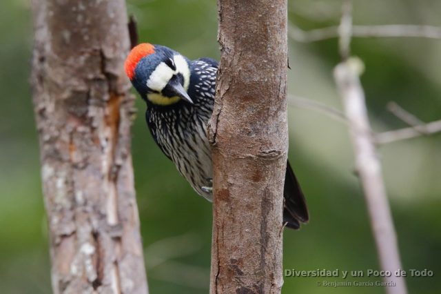 Carpintetro bellotero, acorn woodpecker, Melanerpes formicivorus