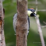 Carpintetro bellotero, acorn woodpecker, Melanerpes formicivorus