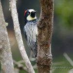 Carpintetro bellotero, acorn woodpecker, Melanerpes formicivorus