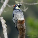 Carpintetro bellotero, acorn woodpecker, Melanerpes formicivorus